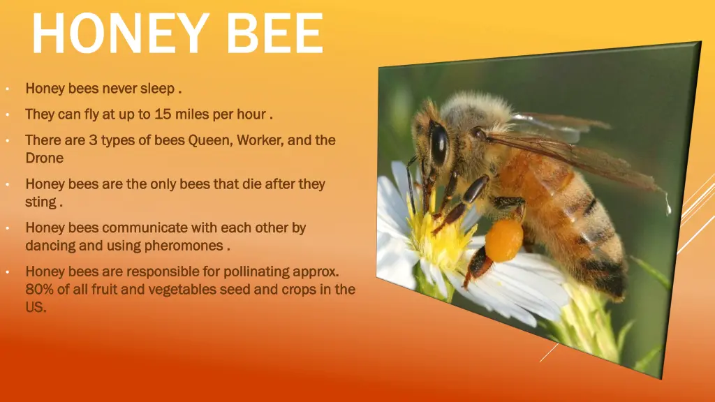 honey bee
