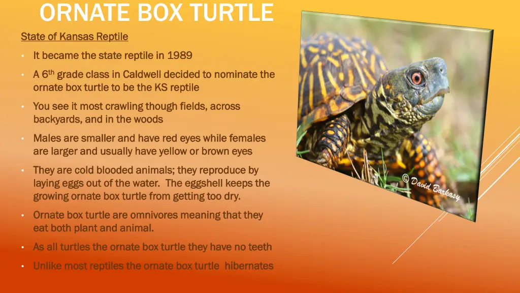 ornate box turtle state state of kansas reptile