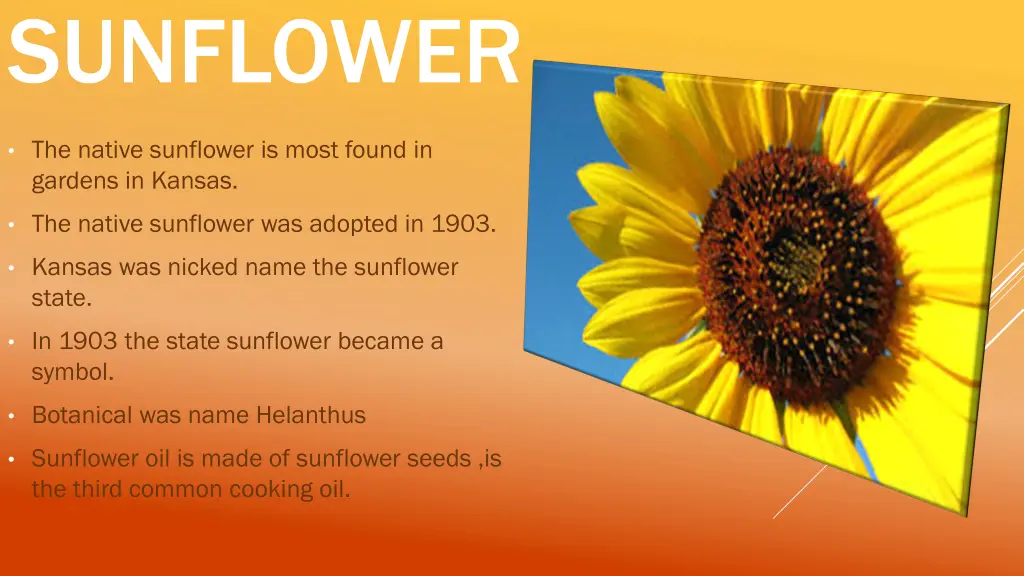 sunflower