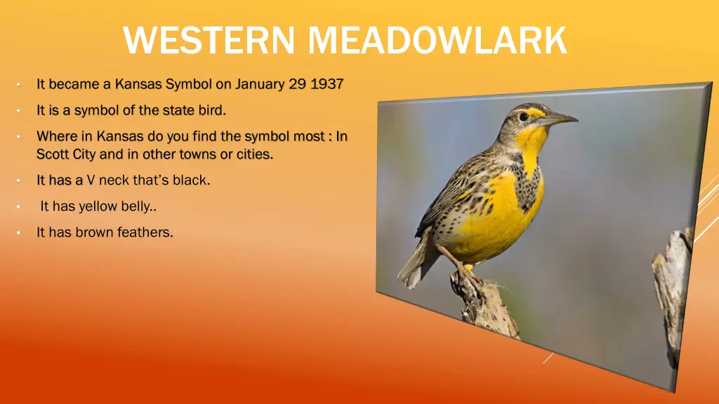 western meadowlark