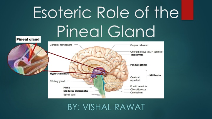 esoteric role of the pineal gland