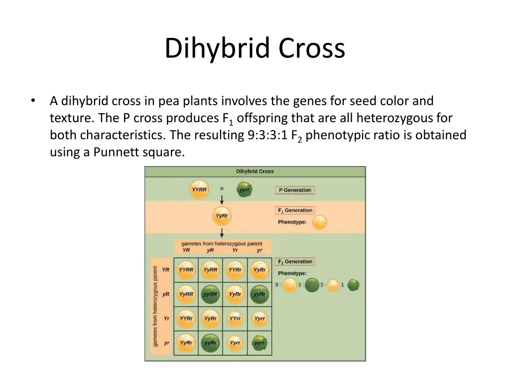 dihybrid cross