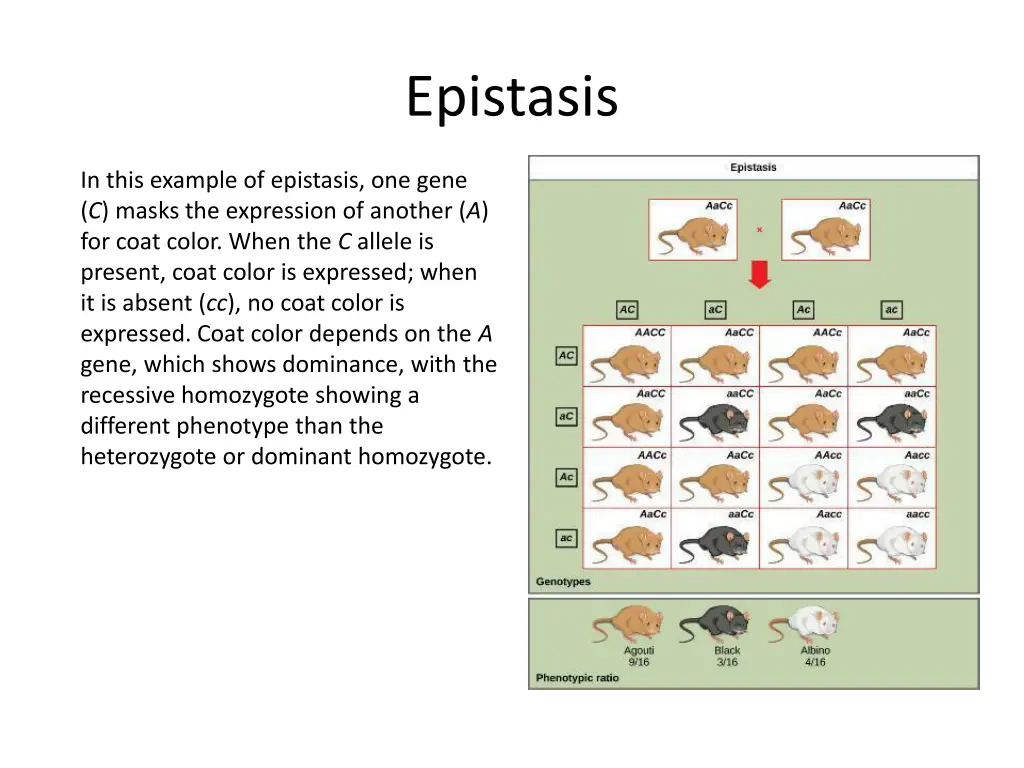 epistasis
