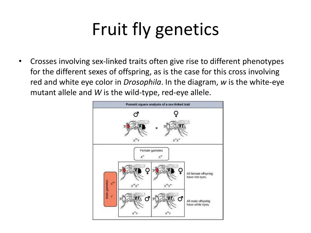 fruit fly genetics