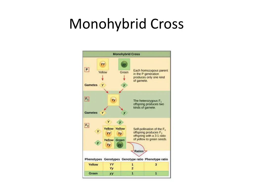 monohybrid cross
