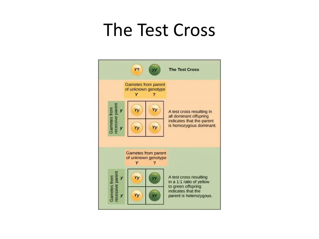 the test cross