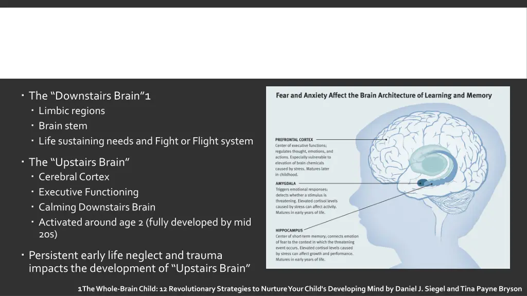 the downstairs brain 1 limbic regions brain stem