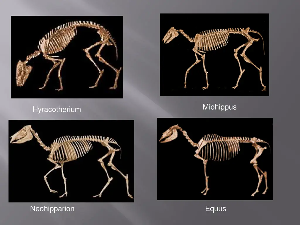 miohippus