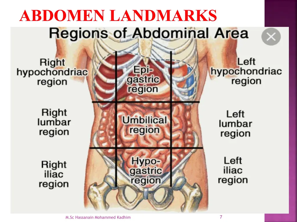 abdomen landmarks