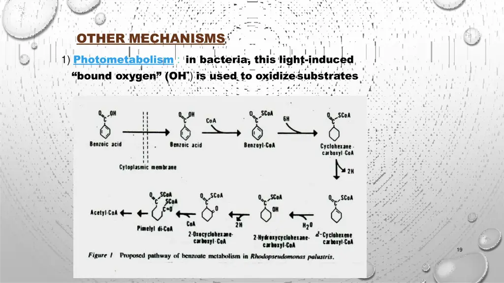 other mechanisms 1 photometabolism in bacteria