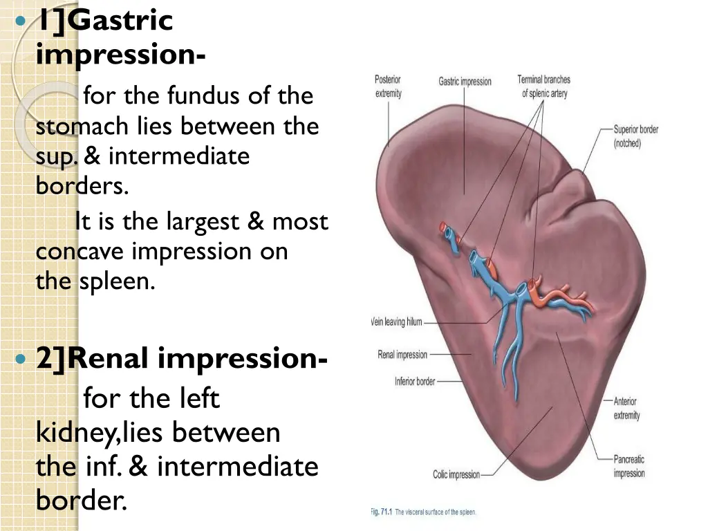 1 gastric impression for the fundus