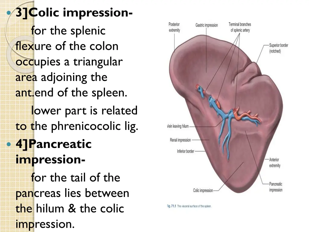 3 colic impression for the splenic flexure