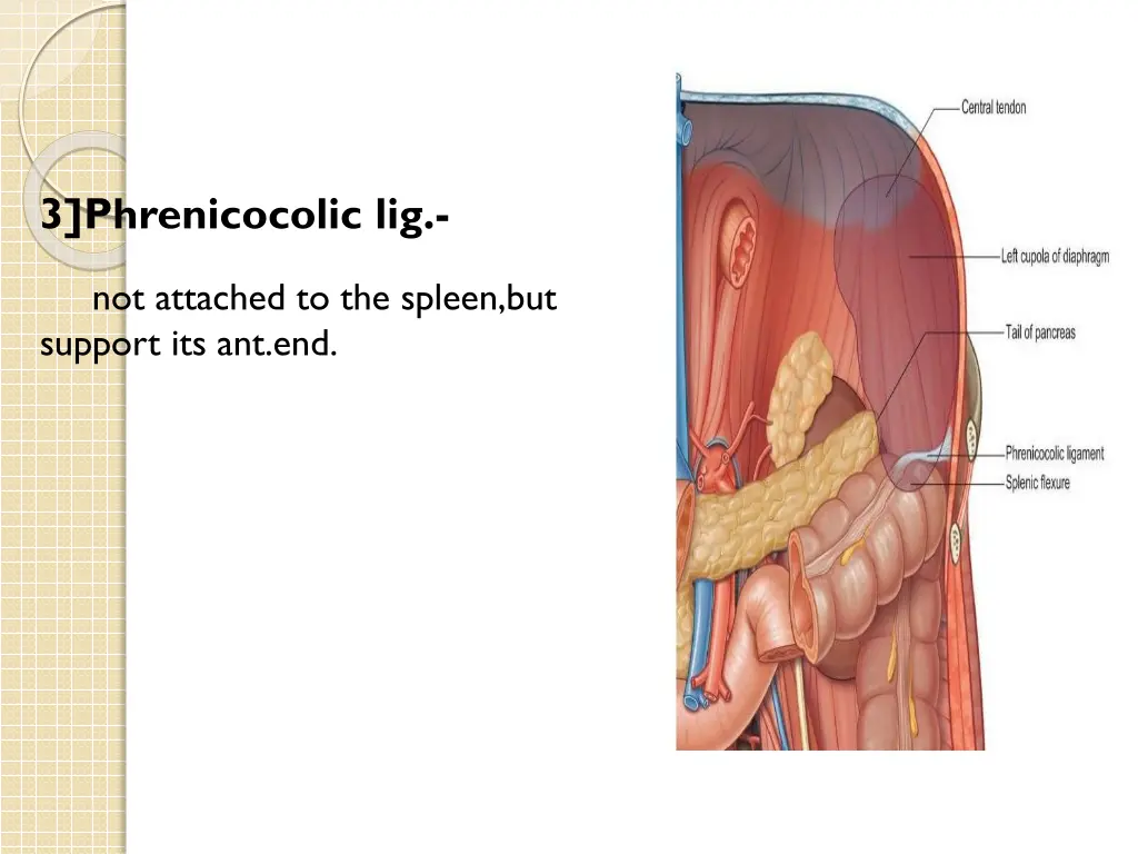 3 phrenicocolic lig not attached to the spleen