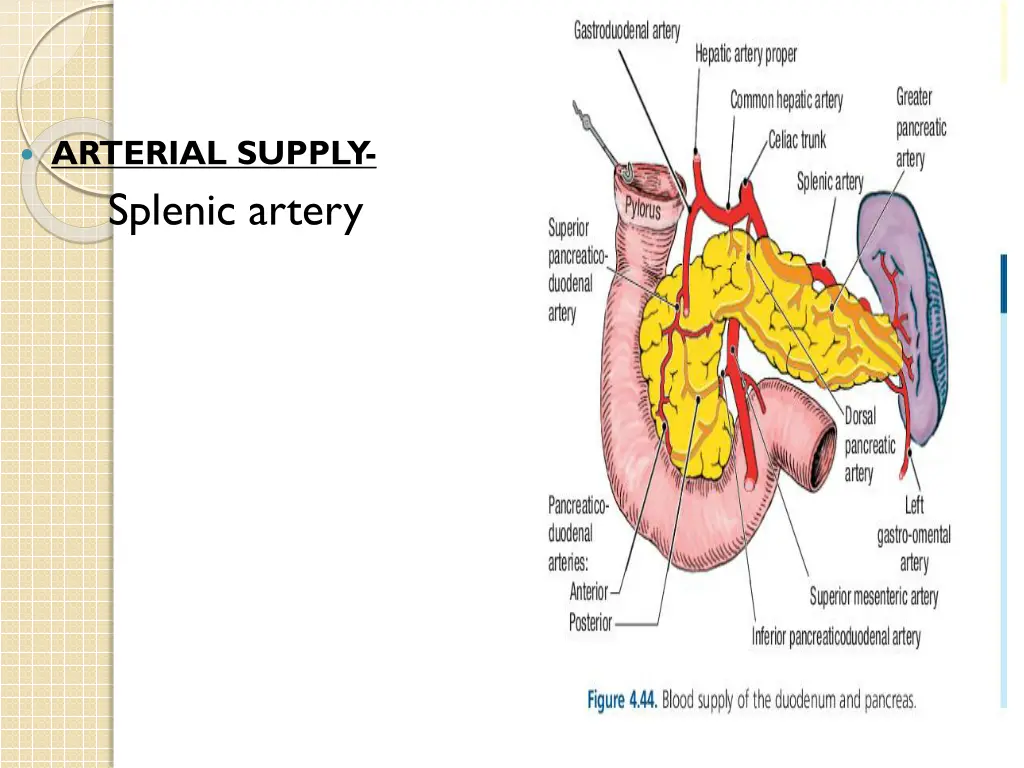 arterial supply splenic artery