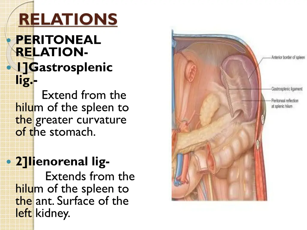relations peritoneal relation 1 gastrosplenic