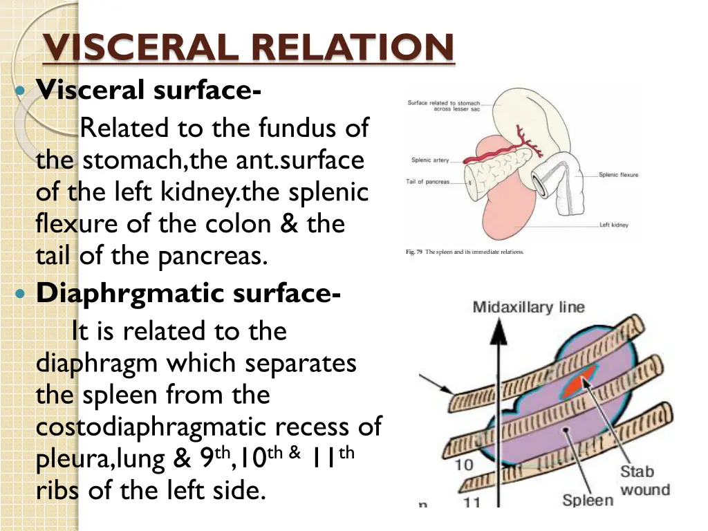 visceral relation visceral surface related