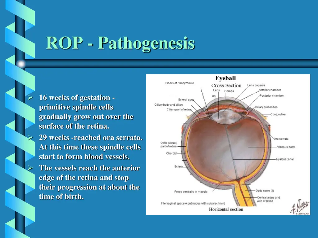 rop pathogenesis 1