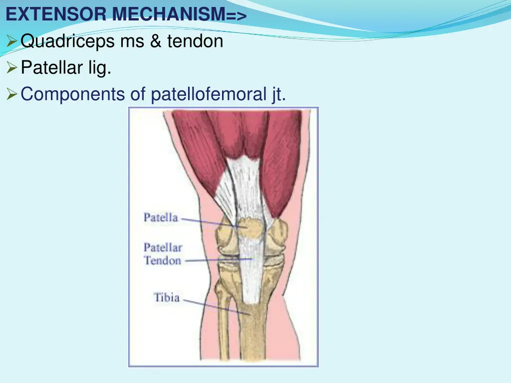 extensor mechanism quadriceps ms tendon patellar