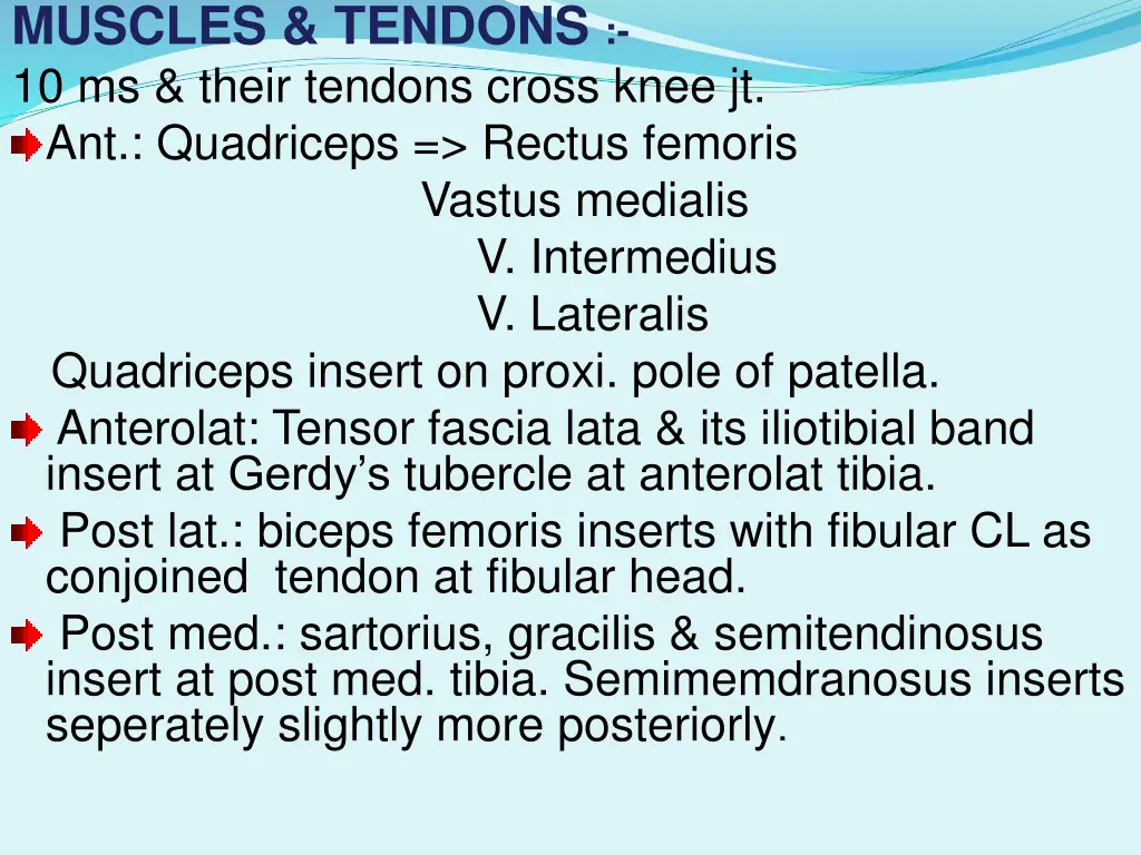 muscles tendons 10 ms their tendons cross knee