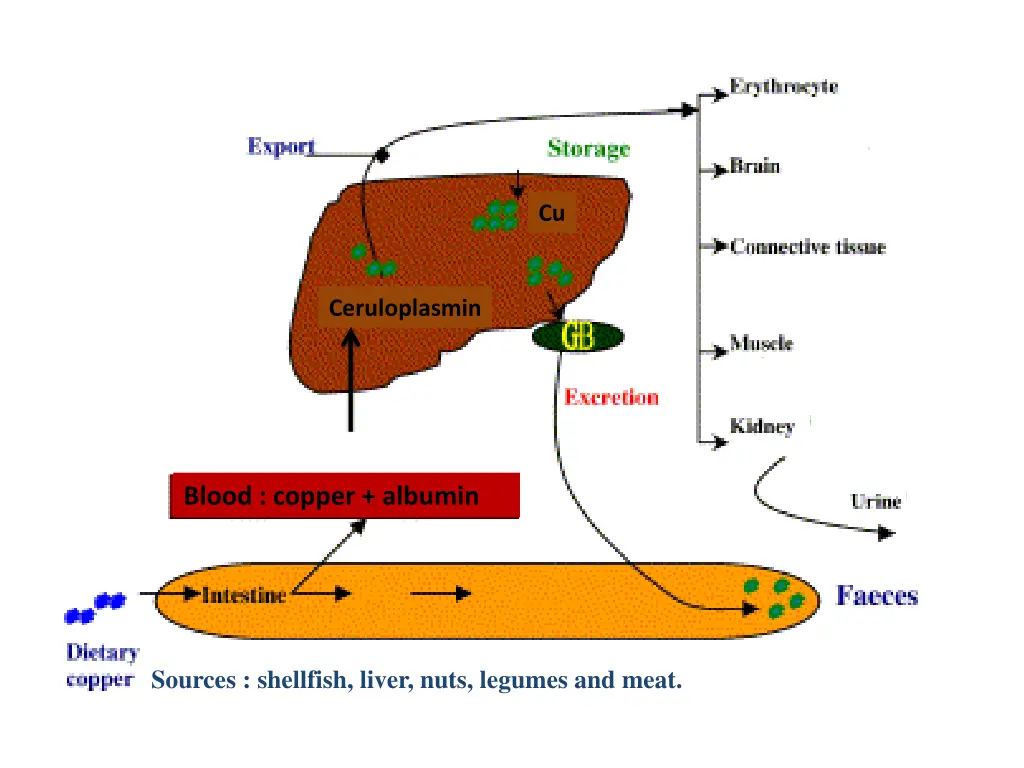 copper metabolism