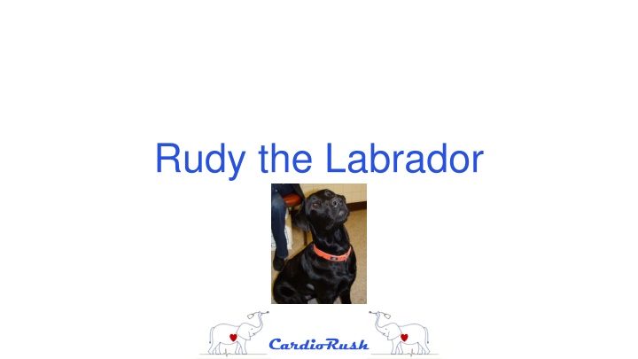 rudy the labrador