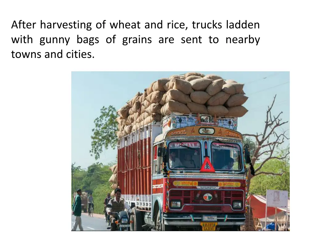after harvesting of wheat and rice trucks ladden