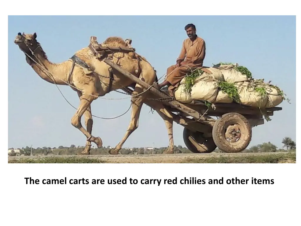 the camel carts are used to carry red chilies