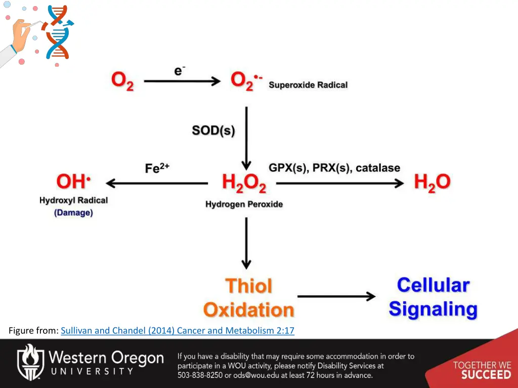 figure from sullivan and chandel 2014 cancer