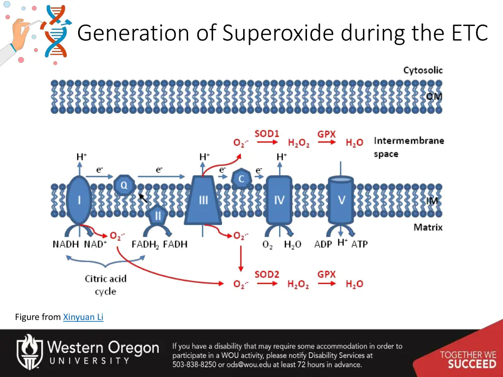 generation of superoxide during the etc