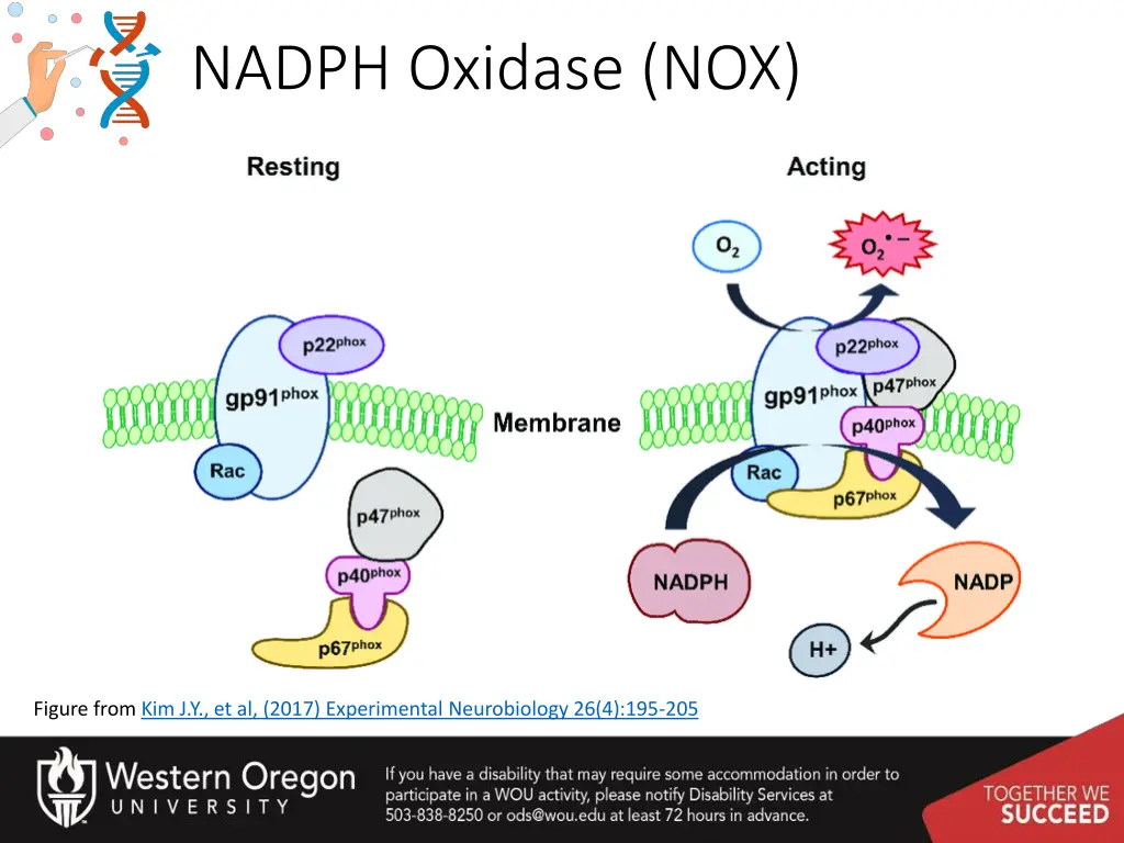nadph oxidase nox