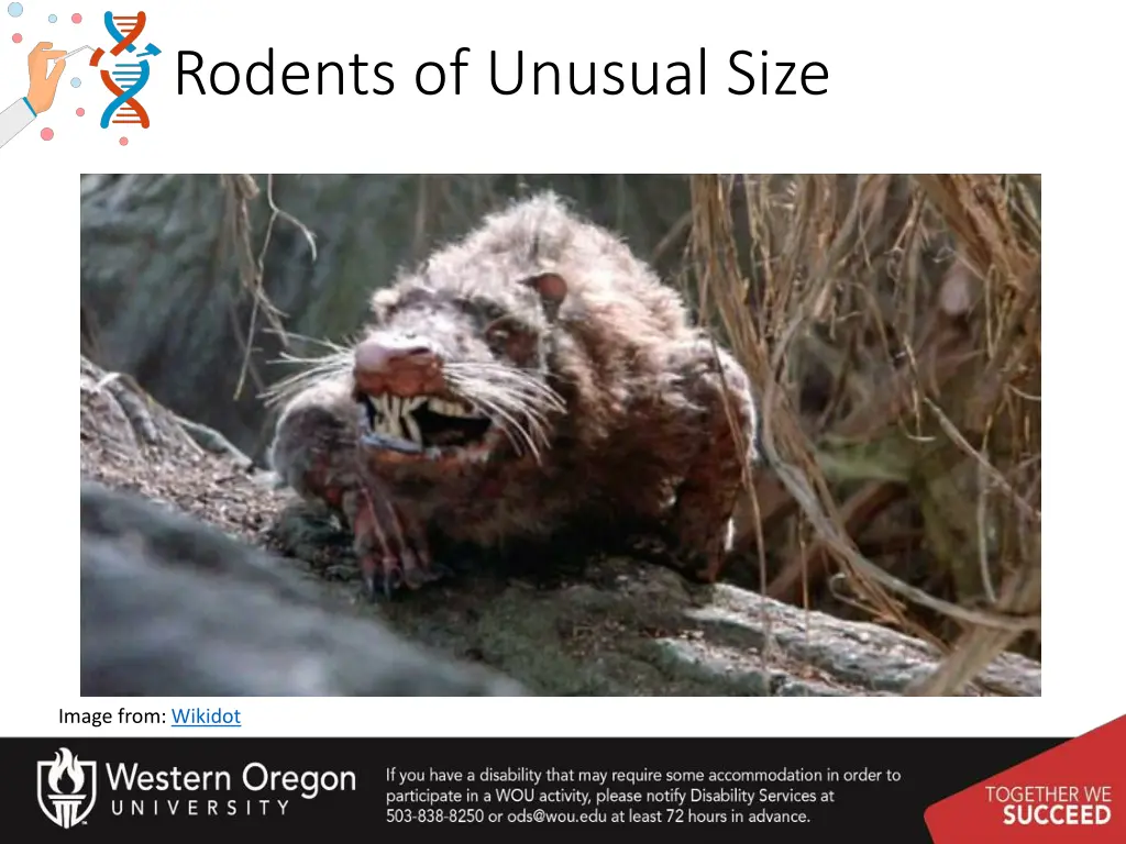 rodents of unusual size