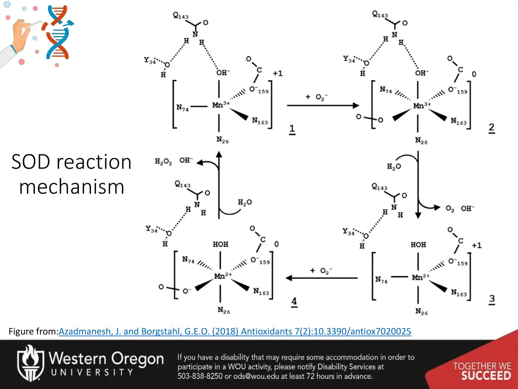 sod reaction mechanism