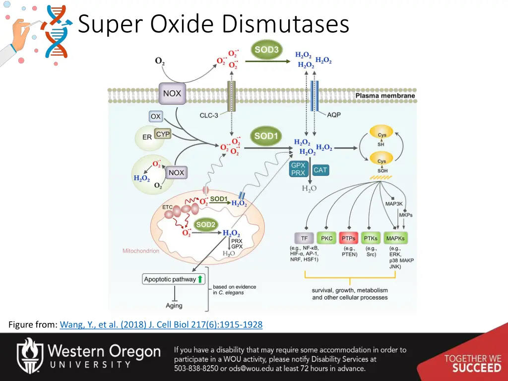 super oxide dismutases