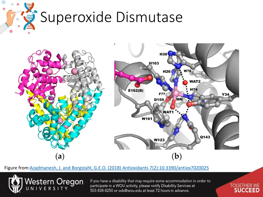 superoxide dismutase