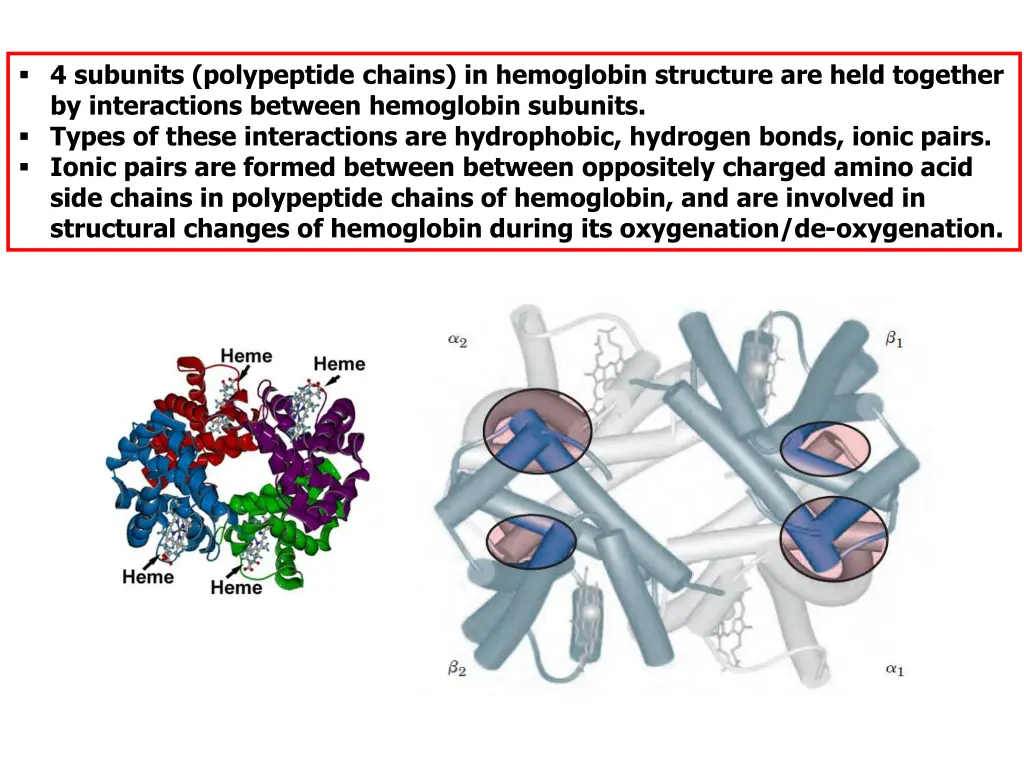 4 subunits polypeptide chains in hemoglobin