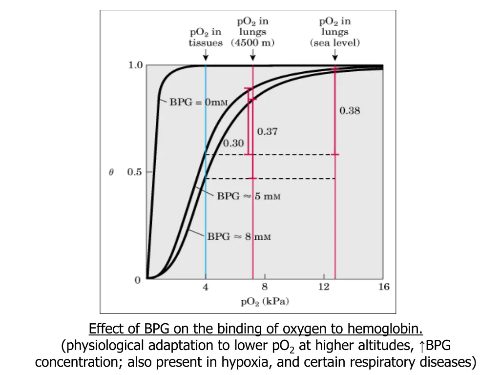 effect of bpg on the binding of oxygen