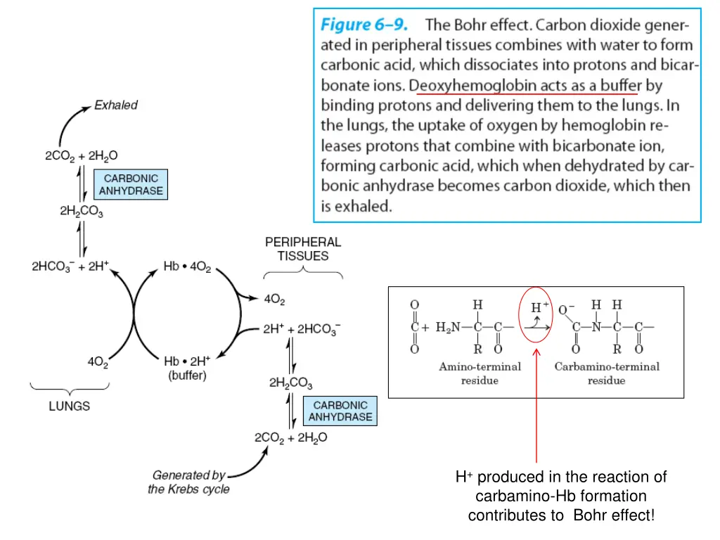 h produced in the reaction of carbamino