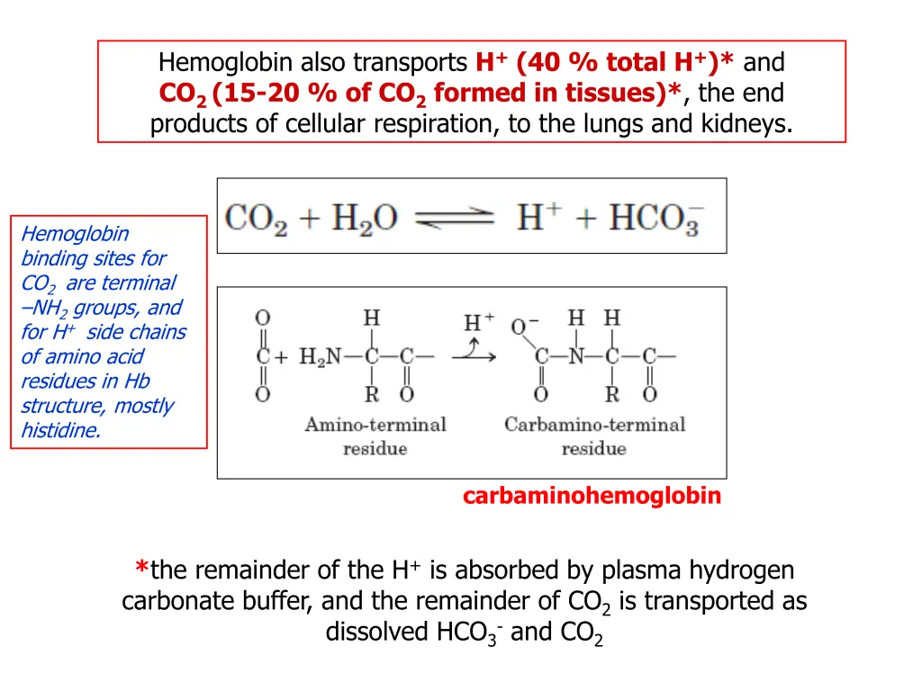 hemoglobin also transports h 40 total