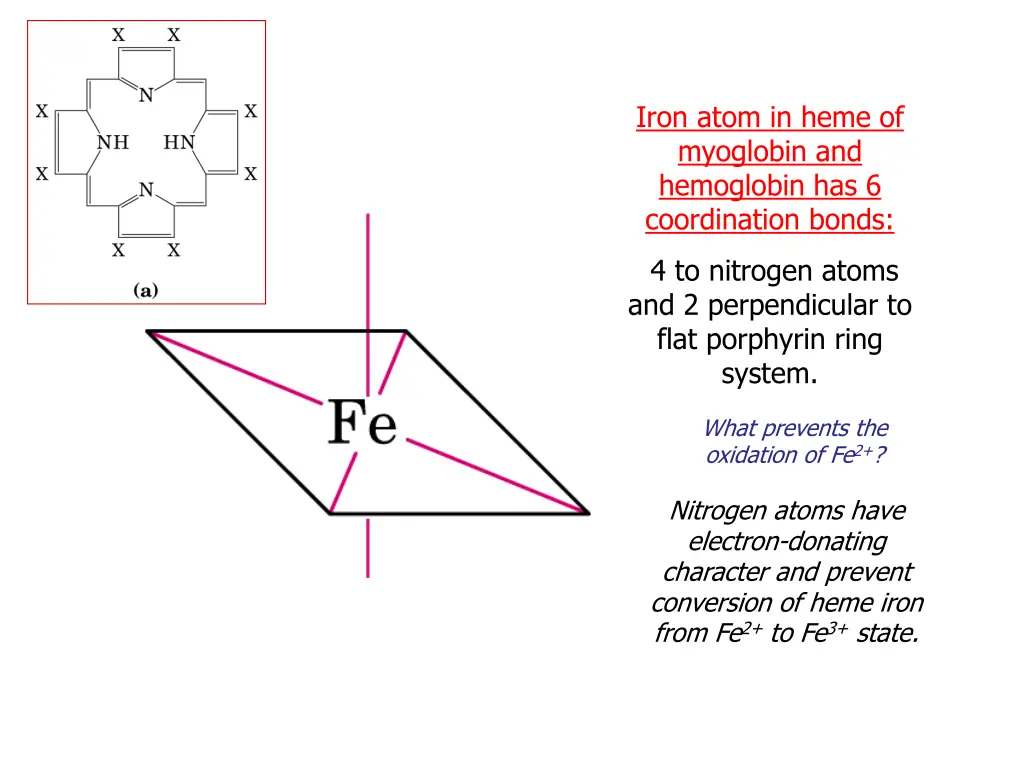 iron atom in heme of myoglobin and hemoglobin