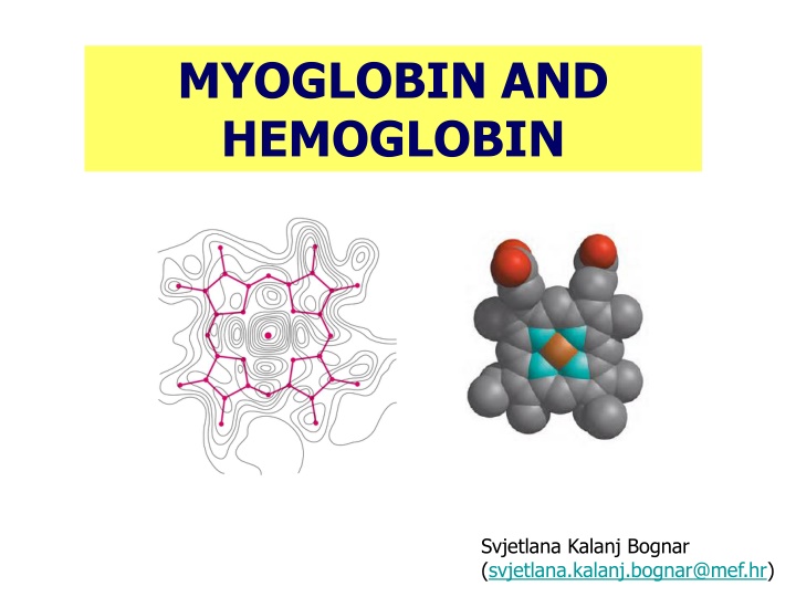 myoglobin and hemoglobin
