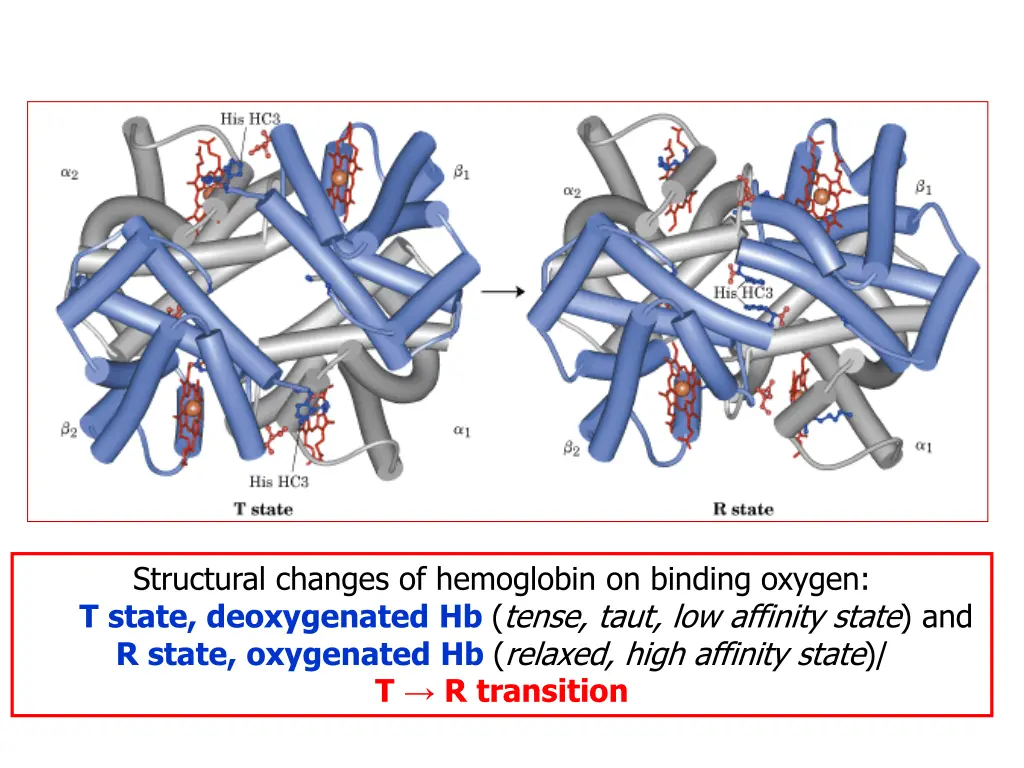 structural changes of hemoglobin on binding