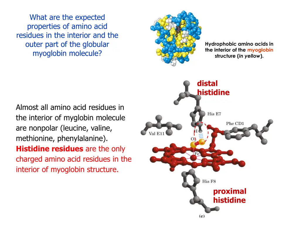 what are the expected properties of amino acid