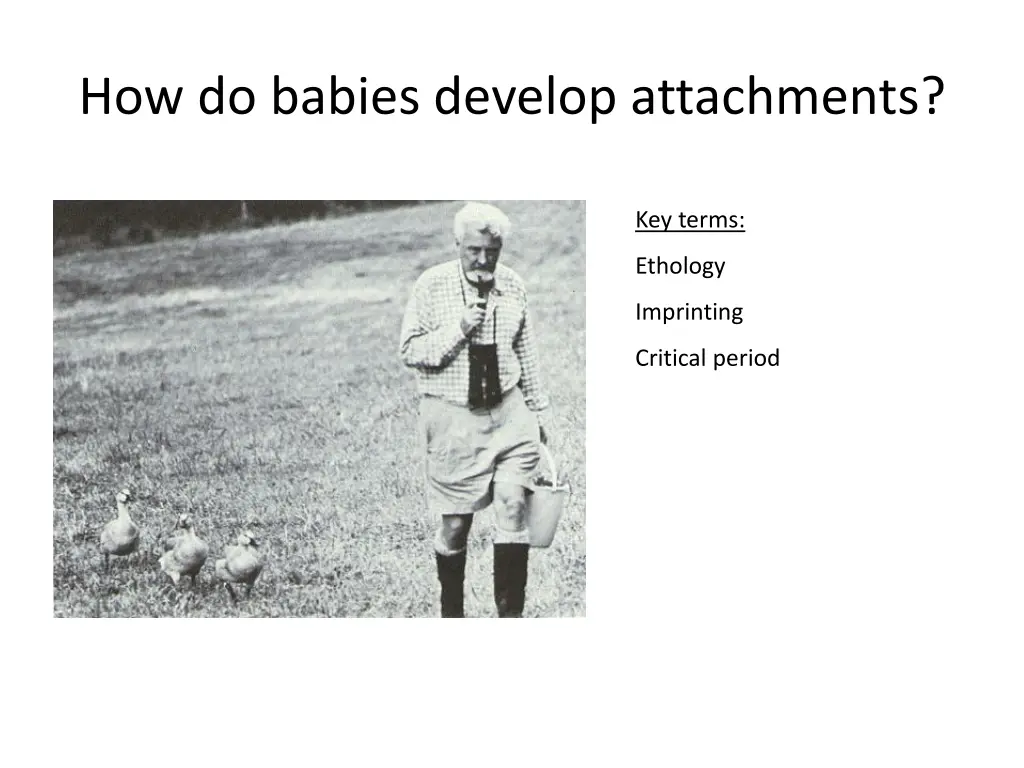 how do babies develop attachments