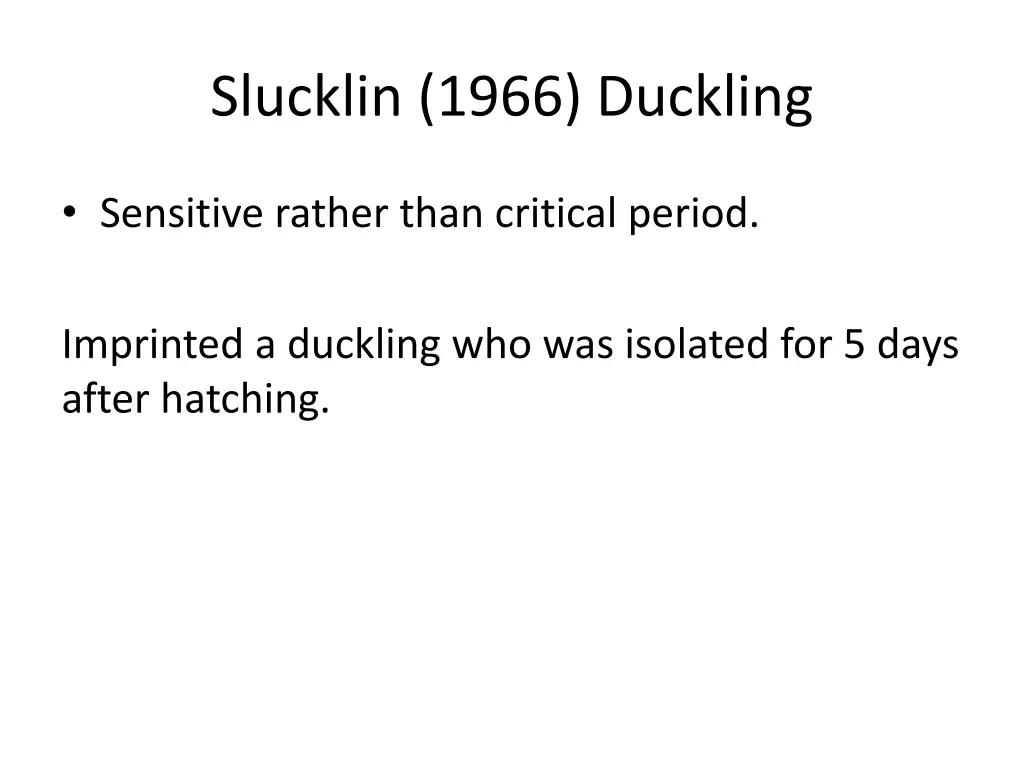 slucklin 1966 duckling