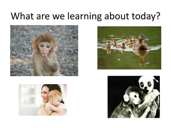 what are we learning about today