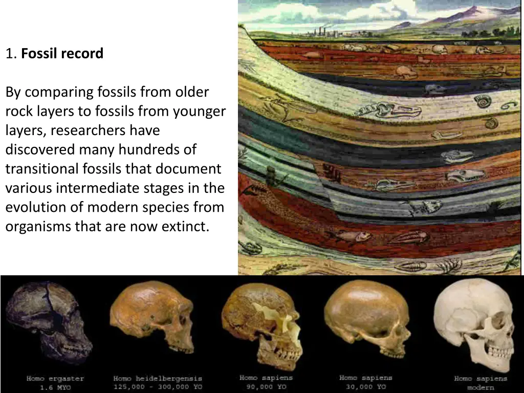 1 fossil record