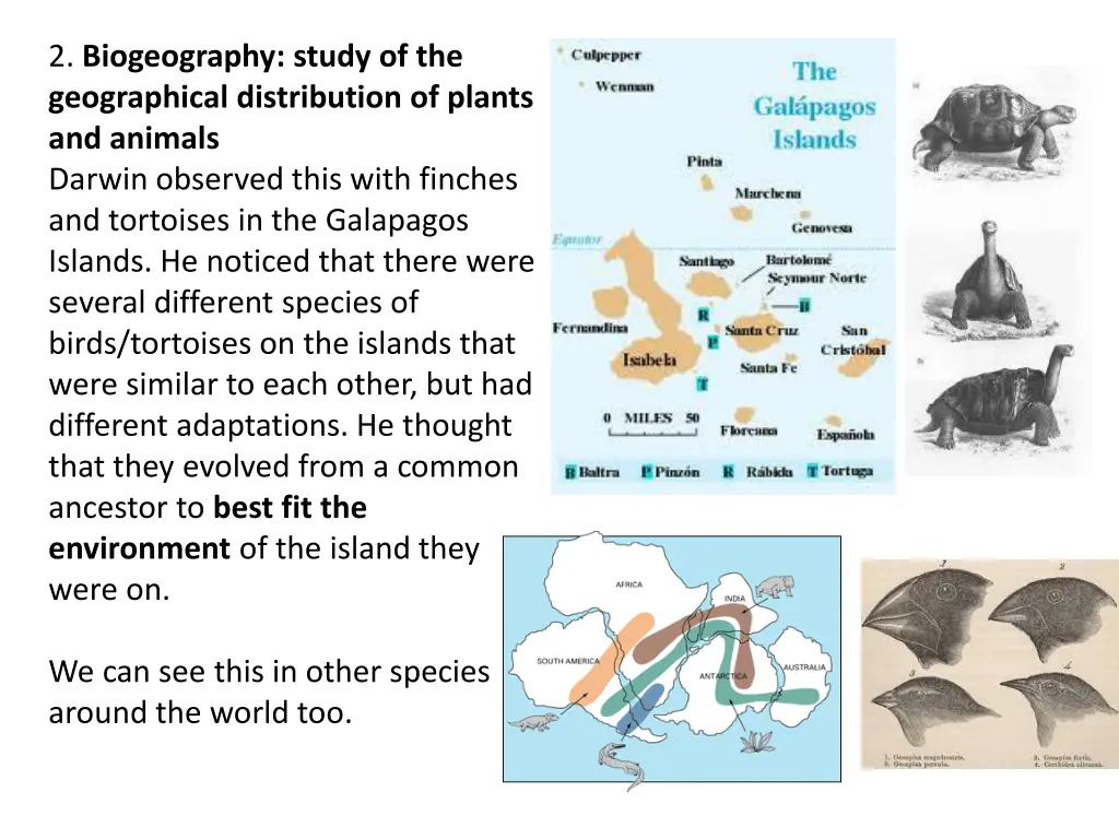 2 biogeography study of the geographical