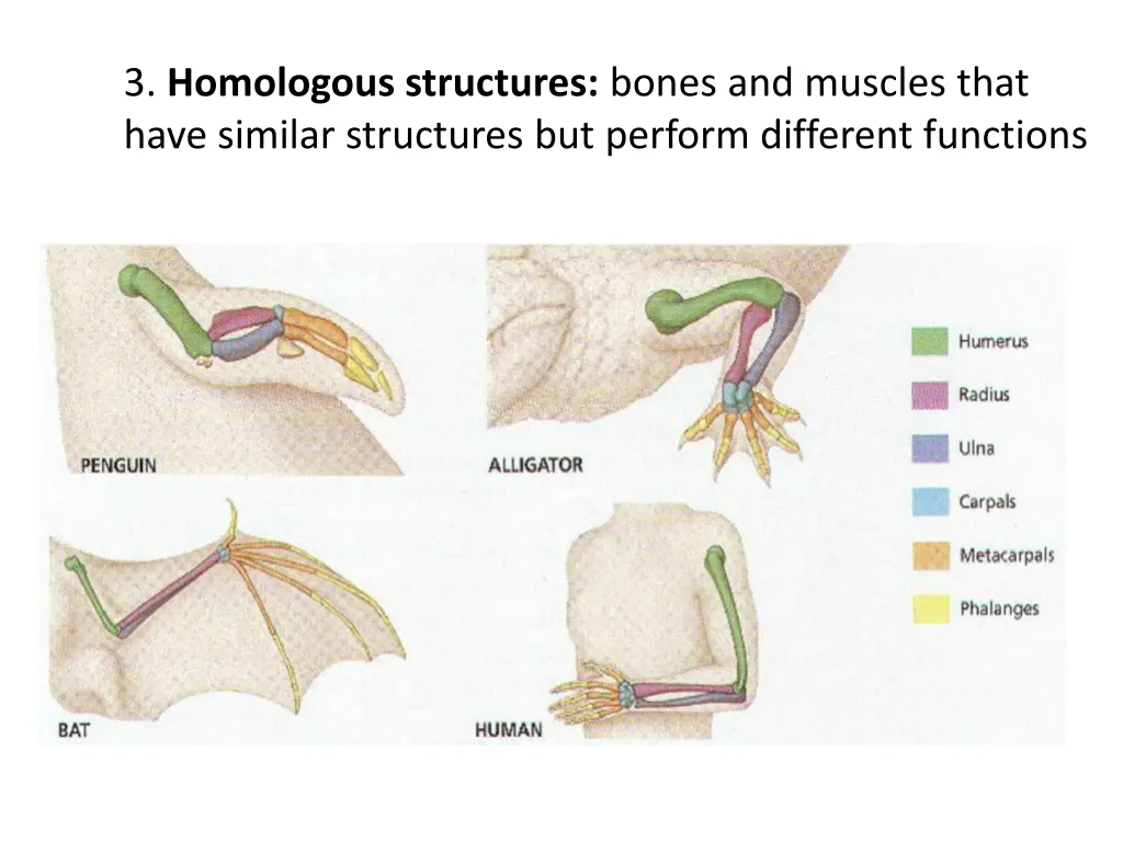 3 homologous structures bones and muscles that