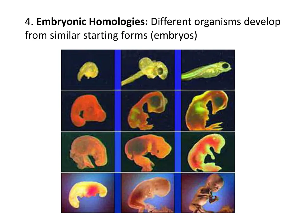 4 embryonic homologies different organisms