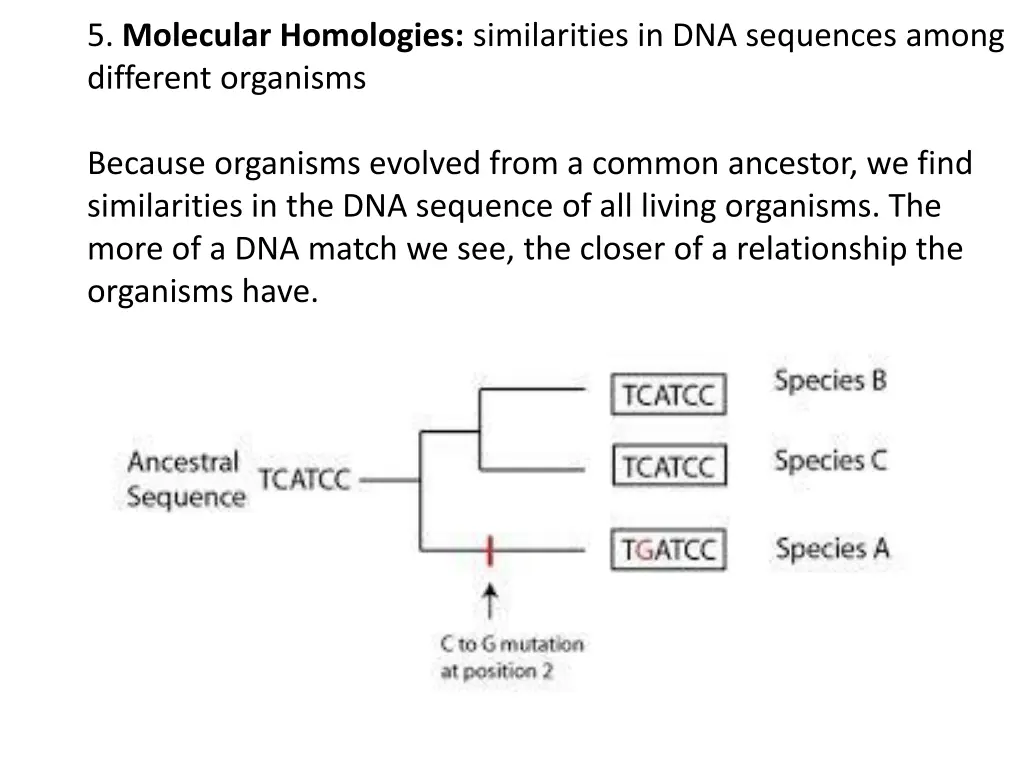 5 molecular homologies similarities
